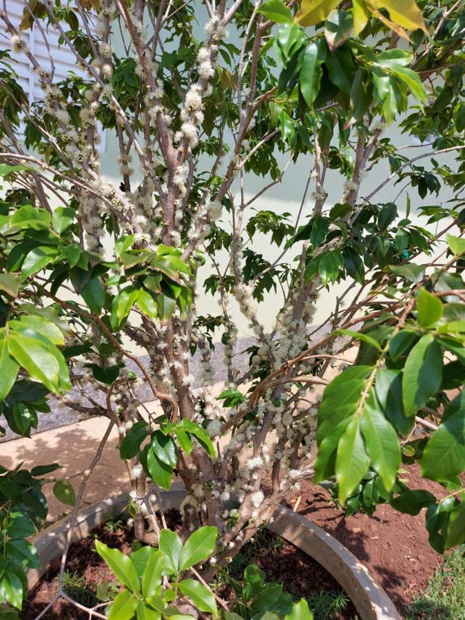Aromas Da Terra Villa Goncalves Ngoại thất bức ảnh